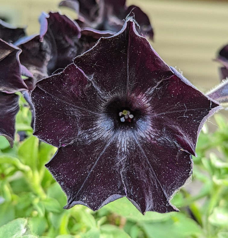Black Datura Stramonium aesthetic goth flowers