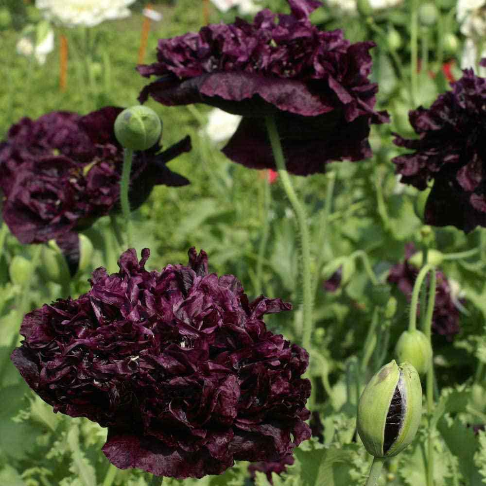 Black Peony goth garden flowers