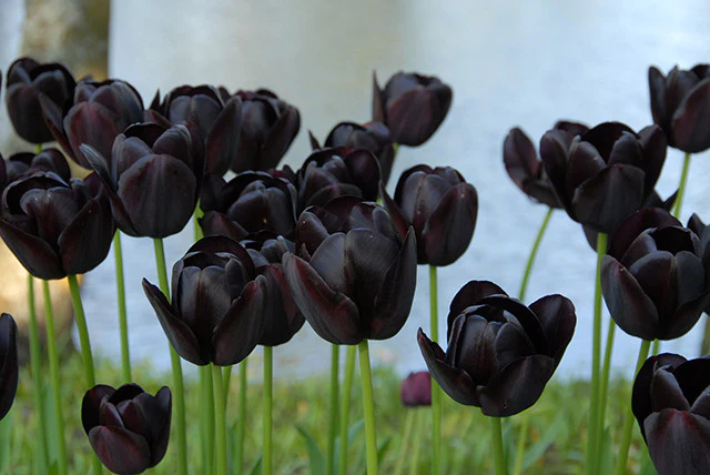 Black Tulip flowers for goths