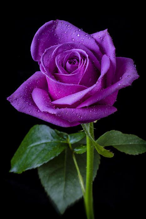 Purple Rose flowers for goths