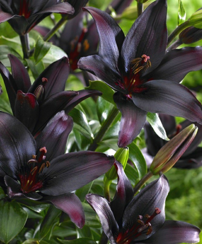 Black lily aesthetic goth flowers